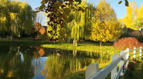 Pond reflections2 Stock Footage 1038526