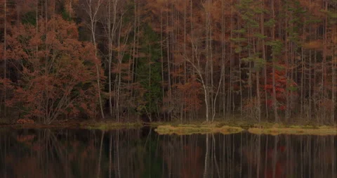 The pond reflects the colored leaves on its surface. Stock Footage 166775514