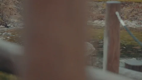 Pond Reveal Stock Footage 99880480