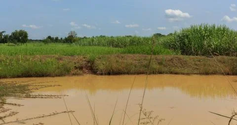 Pond with rice fields Stock Photos