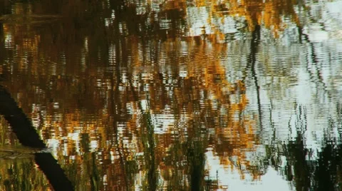Pond ripples Stock Footage 1038710