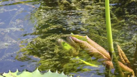 Pond Ripples Stock Footage 193331135