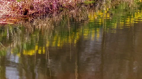 Pond Ripples Reflection Flowers Stock Footage 49119709