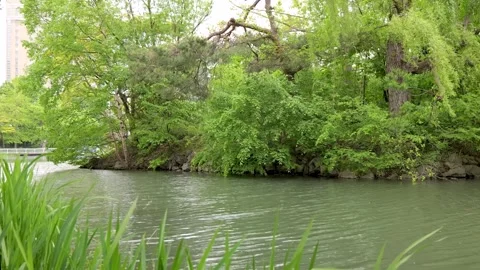 Pond with rippling water surface swaying trees in urban park Stock Footage 338052355
