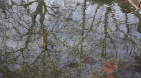 Pond river stream Reflections Stock Footage 41327279