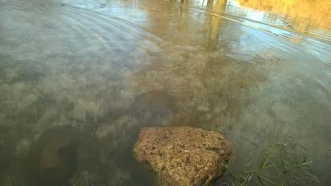 Pond rock Stock Photos