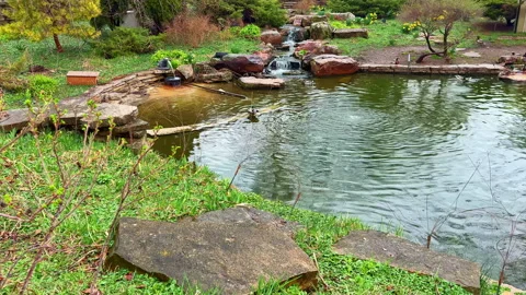 A pond with rocks and a small waterfall is located in a green area with plants Stock Footage 332969172