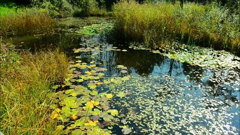 Pond. Romantic place for artists. Stock Footage 80419394