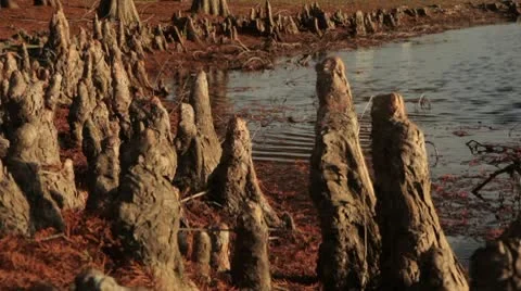 Pond with roots sticking up in front of it 動画素材 10567084