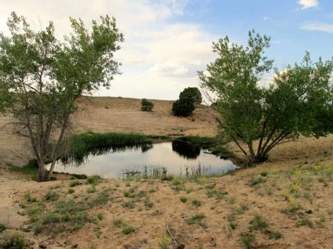 Pond with sand and trees Foto stock