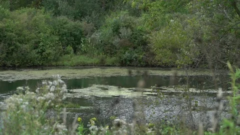 POND SCUM Video stock 102292800