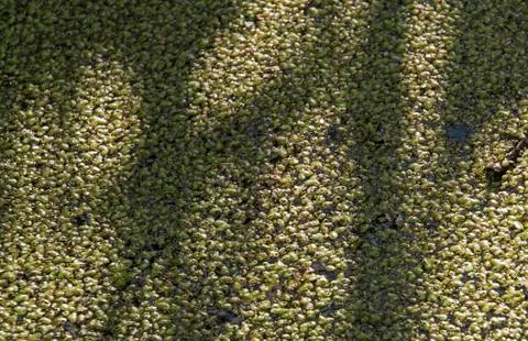 Pond scum Stock-Fotos