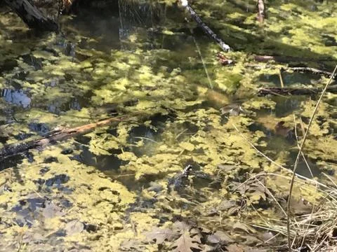 Pond Scum Stock Photos