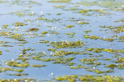 Pond scum water  surface with tiny  white flowers growing Stock Photos