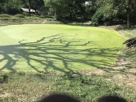 Pond with shadow Stock Photos