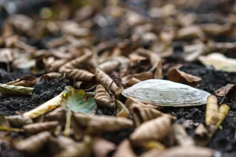 Pond shell Stock Photos