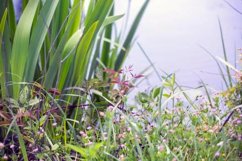 Pond Shore Stock Photos
