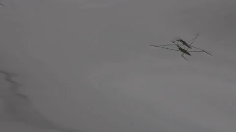 Pond Skater Stock Footage 32359767