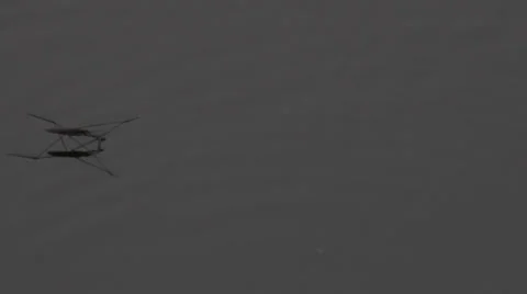 Pond Skater Stock Footage 32359773