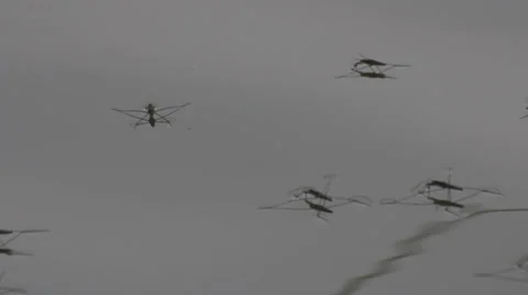 Pond Skater Stock Footage 32359788