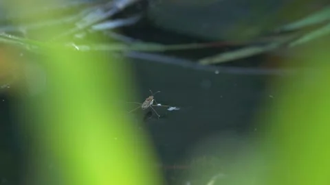 Pond Skater Stock Footage 143699393