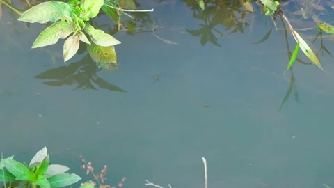 Pond Skater Stock Footage 230977869