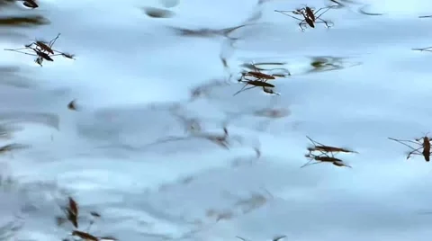 Pond Skater Insects Video stock 43009137