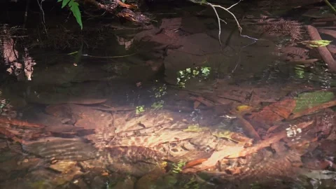Pond Skaters In A Jungle Stream Stock-Footage 155534367