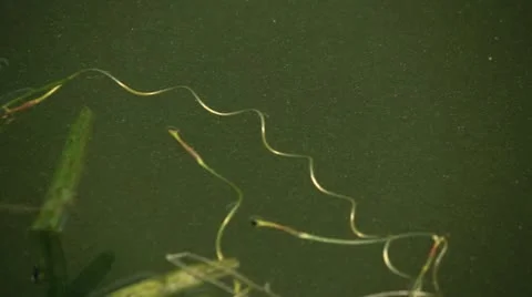 Pond-skaters playing on water surface Stock Footage 12519727
