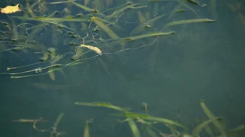 Pond-skaters playing on water surface Stockbeeldmateriaal 12519796