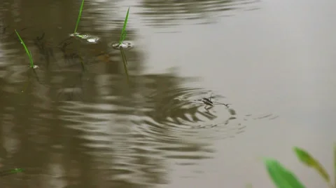 Pond skaters on a surface of water Stock Footage 27326797