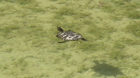 Pond slider floating in clear water 库存影片 263053294