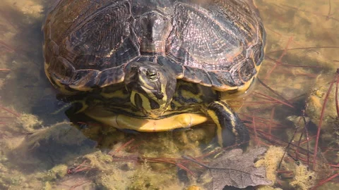 Pond slider looking at the camera and leaving 库存影片 263969158