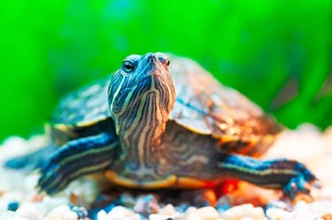 Pond slider Stock Photos