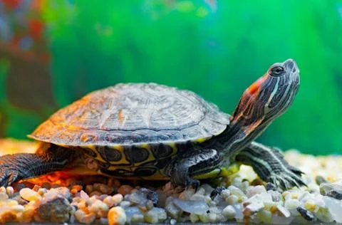 Pond slider Stock Photos