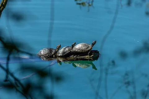 Pond slider Stock Photos