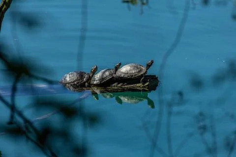 Pond slider Stock Photos