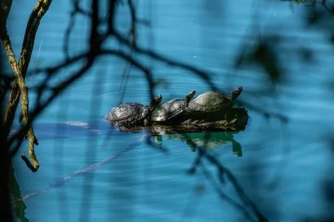 Pond slider Stock Photos