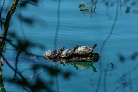 Pond slider Stock Photos