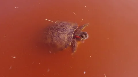 Pond Slider rests on the surface of red water during very large algal bloom, Stock Footage 302876056