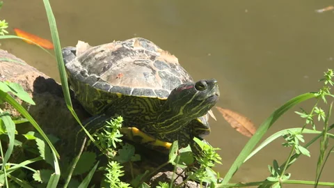 Pond slider sunbathing in a park in Rome 库存影片 263053302