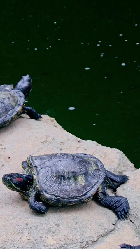 Pond slider terrapin (Trachemys scripta) suffering from a deform shell due to Stock-Footage 331222402