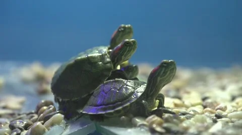 Pond Slider Terrapin Turtle, Trachemys scripta Stock Footage 48331334