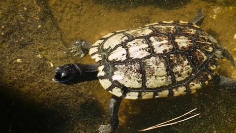 Pond slider (Trachemys scripta) Stock Footage 231075696