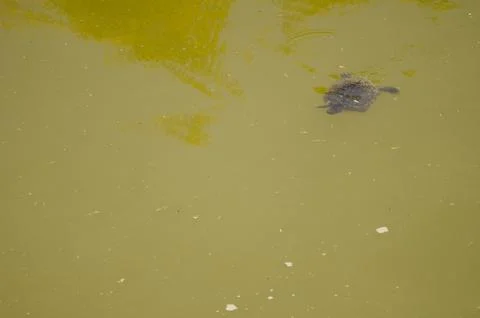 Pond slider Trachemys scripta. Stock Photos