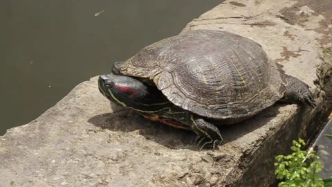 Pond slider (Trachemys scripta) resting in the sun Stock Footage 291449953