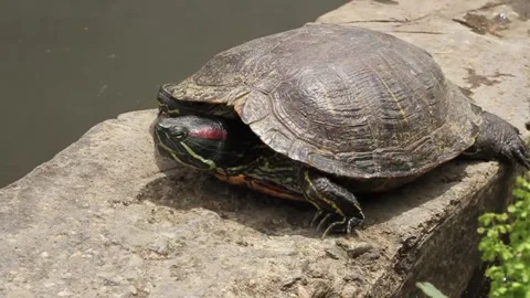 Pond slider (Trachemys scripta) resting in the sun Vídeos de archivo 291450013