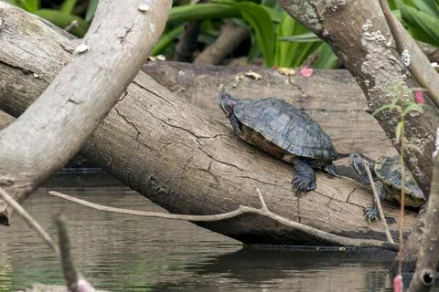 A Pond Slider (Trachemys scripta) rests on a branch above the water. Stock Photos