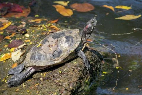 A Pond Slider (Trachemys scripta) rests on a stone above the water in Asia. Stock Photos