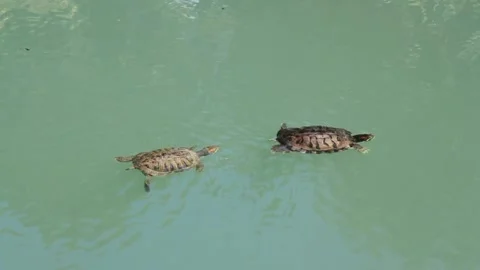 Pond slider (Trachemys scripta) swims on the water Vídeos de archivo 291450070